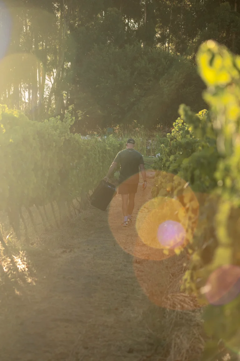 Sunlight through the Oakvale landscape