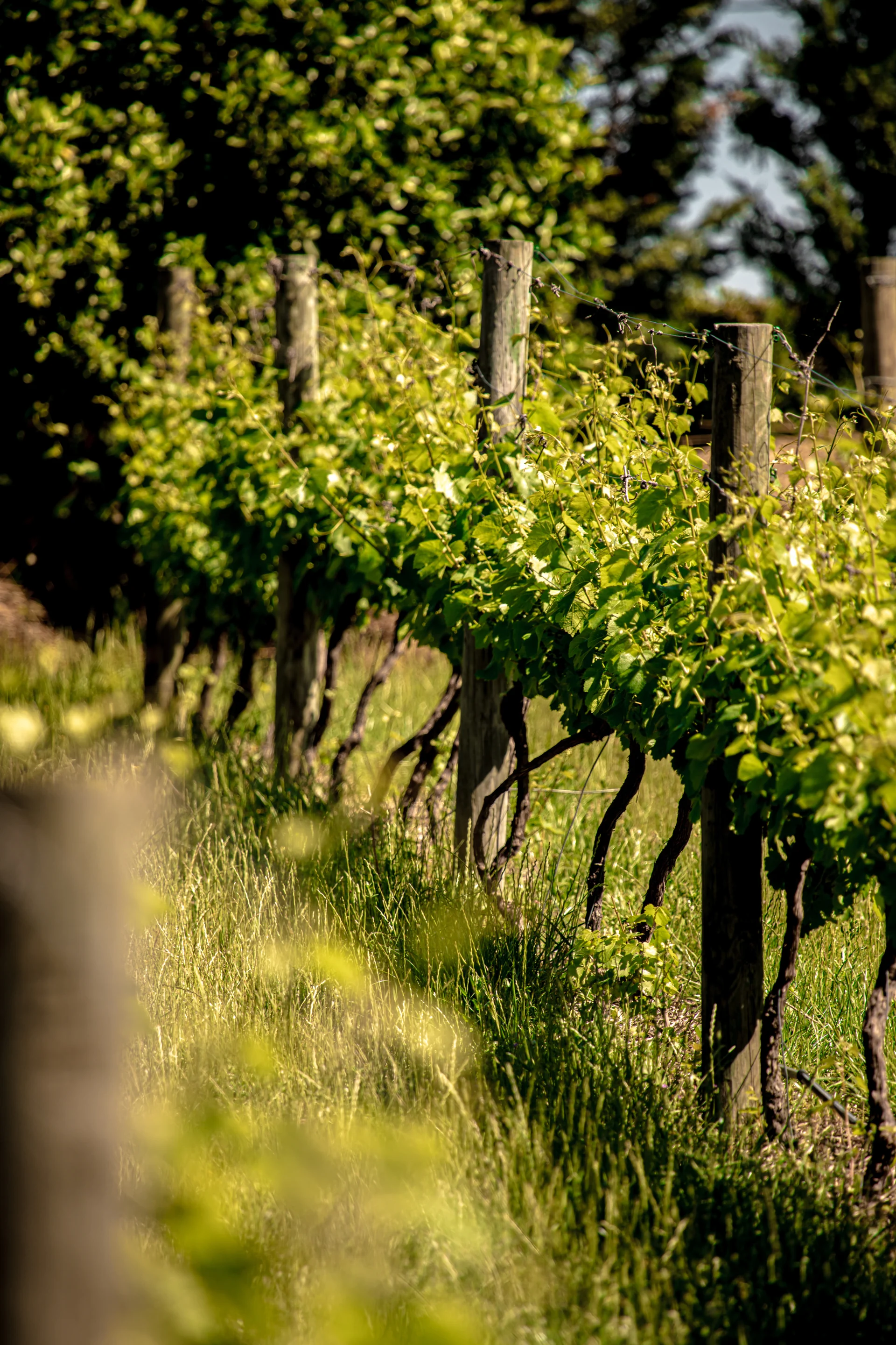 Grapes ripening in the Oakvale Estate vineyard